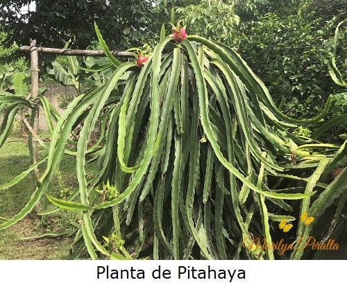Pitahaya – Arboles y Flores en República Dominicana